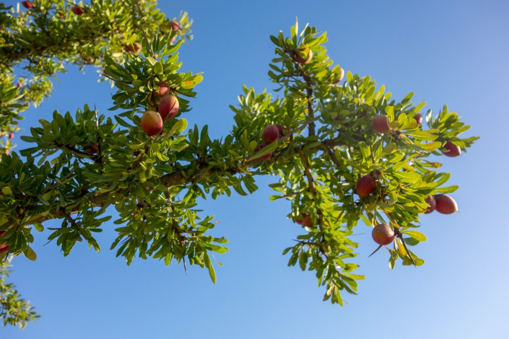 Argan tree