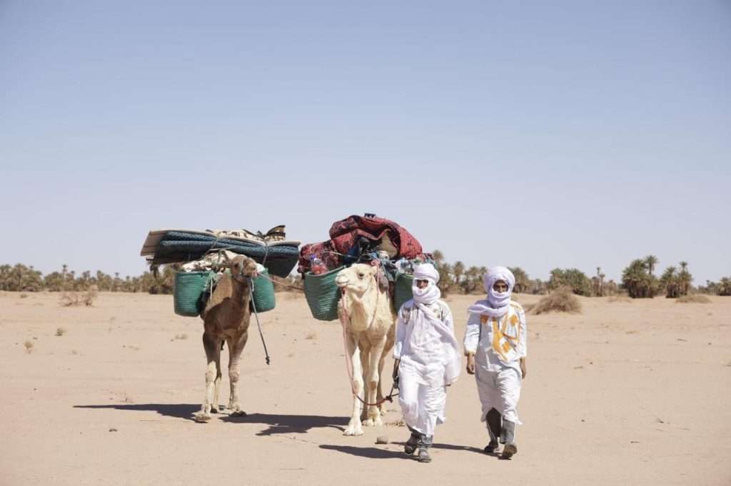 nomads with camels in the desert